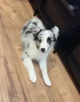 おおにし 様のお迎えした子犬