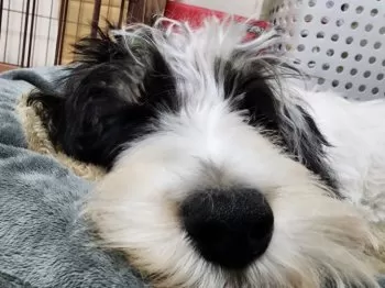 みなと 様のお迎えした子犬