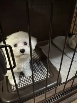 K.H 様のお迎えした子犬