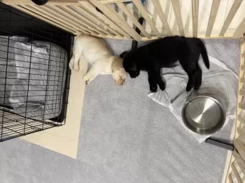 M.S 様のお迎えした子犬