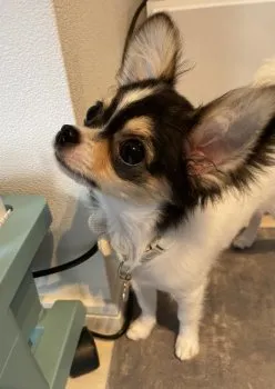 S.K 様のお迎えした子犬