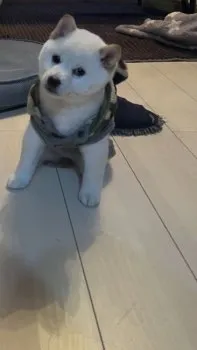 H.K 様のお迎えした子犬