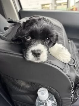 Y.M 様のお迎えした子犬
