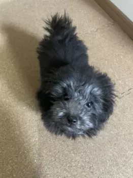 M.N 様のお迎えした子犬