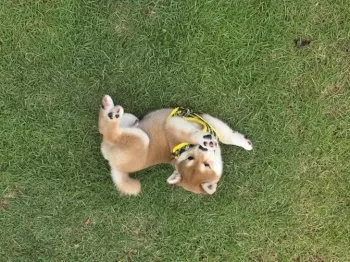 Tora 様のお迎えした子犬