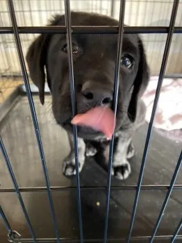 choco 様のお迎えした子犬