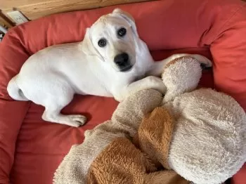 chami 様のお迎えした子犬