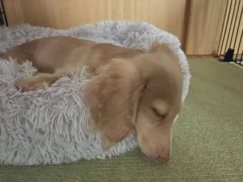 M.W 様のお迎えした子犬