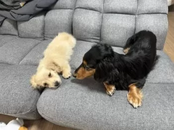 Y.U 様のお迎えした子犬