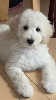 ひめちゃん 様のお迎えした子犬