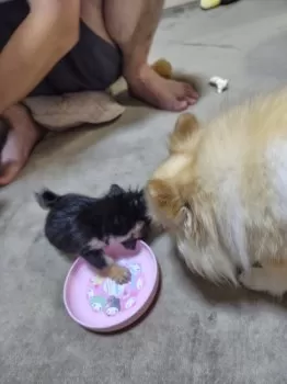 e 様のお迎えした子犬