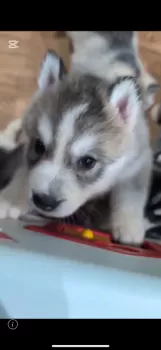 Y.T 様のお迎えした子犬