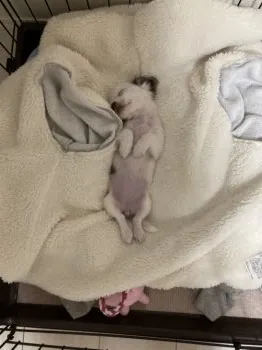 future 様のお迎えした子犬
