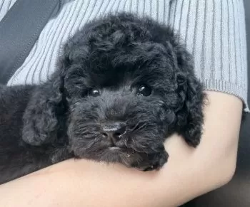 A.C 様のお迎えした子犬