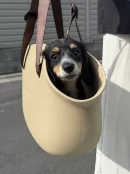 S.Y 様のお迎えした子犬