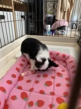 かつみ 様のお迎えした子犬