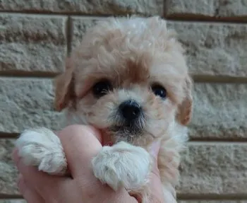Coo 様のお迎えした子犬