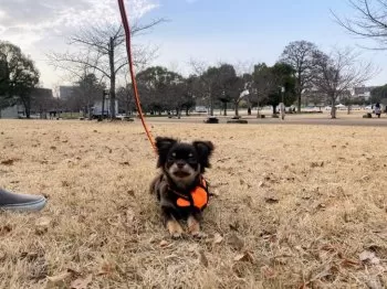 bucci 様のお迎えした子犬