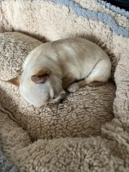 M.M 様のお迎えした子犬