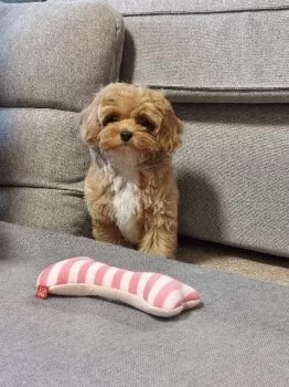 N.Y 様のお迎えした子犬