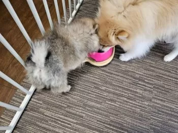T.T 様のお迎えした子犬