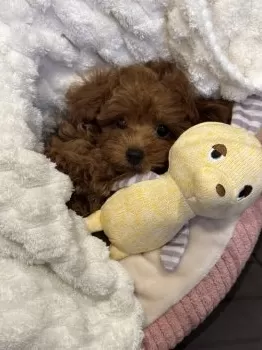S.A 様のお迎えした子犬