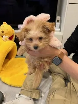 M.K 様のお迎えした子犬