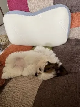 M.T 様のお迎えした子犬
