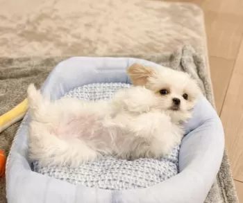 A.K 様のお迎えした子犬