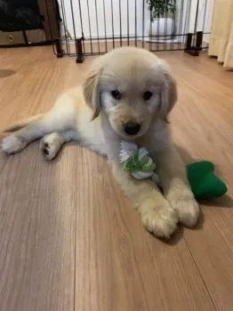 ナチュル 様のお迎えした子犬