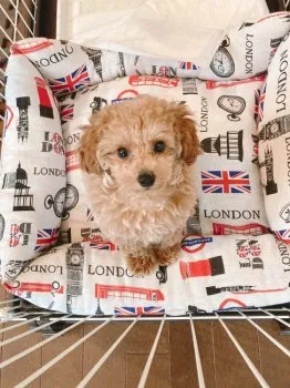 Y.M 様のお迎えした子犬