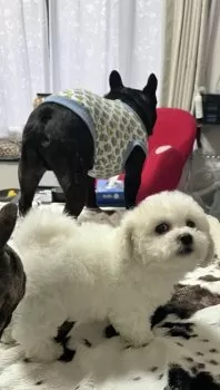 T.N 様のお迎えした子犬