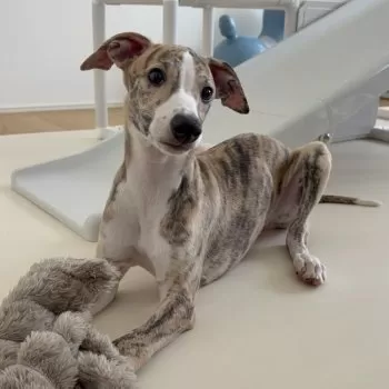 K.T 様のお迎えした子犬