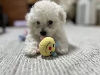 ちいゆき 様のお迎えした子犬