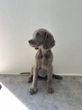 ミズホ 様のお迎えした子犬