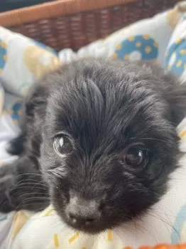 Y.S 様のお迎えした子犬