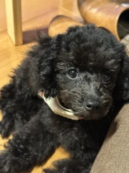 A.M 様のお迎えした子犬