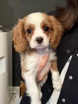H.Y 様のお迎えした子犬