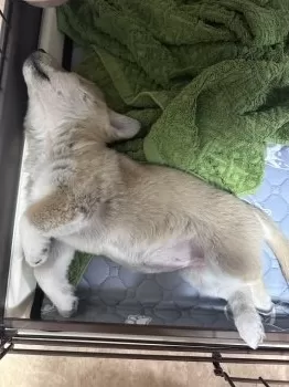 のどか 様のお迎えした子犬