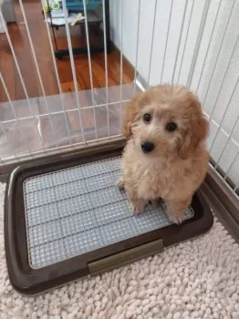 R.N 様のお迎えした子犬