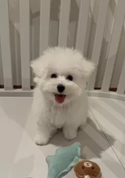 Y.S 様のお迎えした子犬