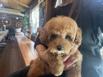 みんみん 様のお迎えした子犬