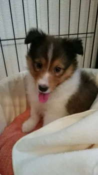 きくち 様のお迎えした子犬