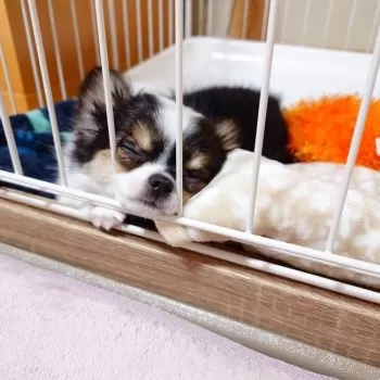 I.T 様のお迎えした子犬