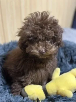 M.T 様のお迎えした子犬