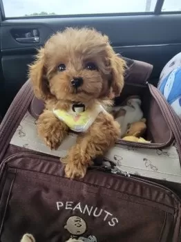 おはぎママ 様のお迎えした子犬