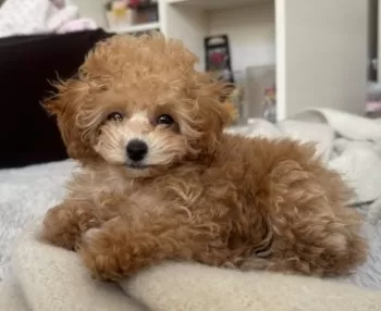 hime 様のお迎えした子犬
