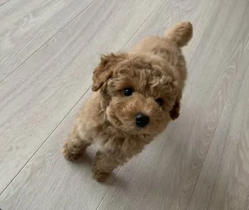 こあら 様のお迎えした子犬