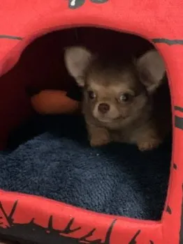きぃ 様のお迎えした子犬
