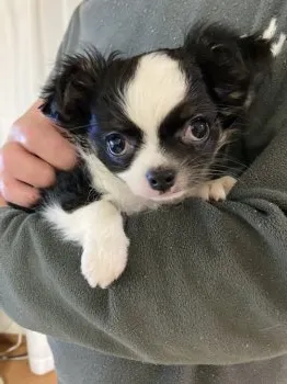 mimi 様のお迎えした子犬